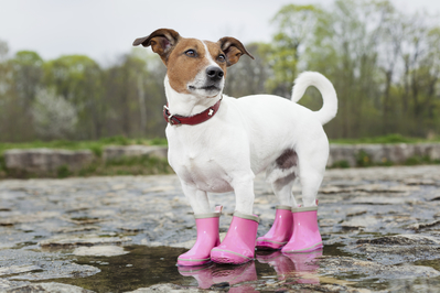 Puppy in pink boots