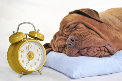 Sleeping dog with alarm clock